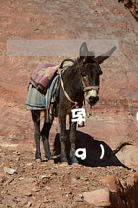 孕媽網(wǎng)貸逾期(懷孕網(wǎng)貸可以延期還嗎)