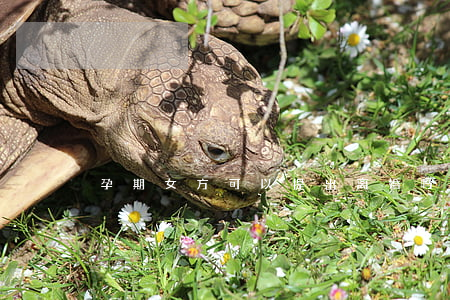 孕期女方可以提出离婚吗