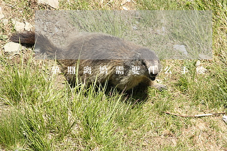 孕期离婚需要什么手续