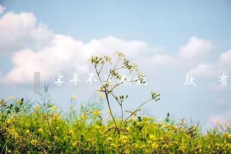 字年不逾期能辦貸款嗎(有逾期貸款)