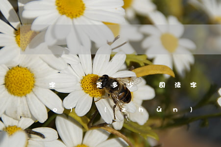 字跡鑒定多少錢(司法字跡鑒定費標(biāo)準(zhǔn))