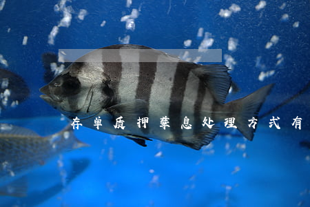 存单质押孳息处理方式有哪些