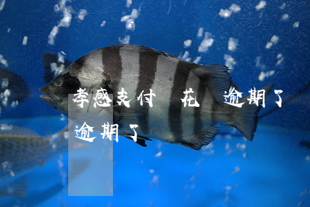 孝感支付寶花唄逾期了嗎-孝感支付寶花唄逾期了嗎
