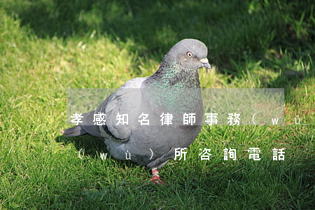孝感知名律師事務(wù)所(孝感律師事務(wù)所咨詢電話)