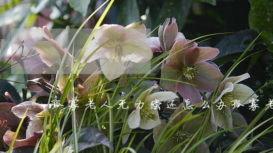 孤寡老人无力偿还怎么办(孤寡老人怎么处理)
