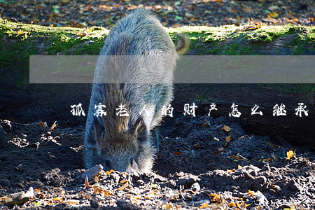 孤寡老人的财产怎么继承(孤寡老人遗产)