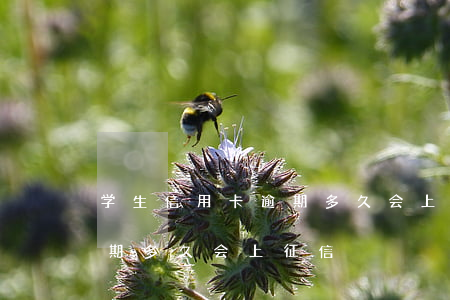 学生信用卡逾期多久会上征信 学生信用卡逾期多久会上征信