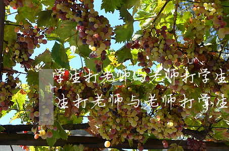 学生打老师与老师打学生法律性质相同吗?(学生打老师与老师打学生法律性质相同吗?)