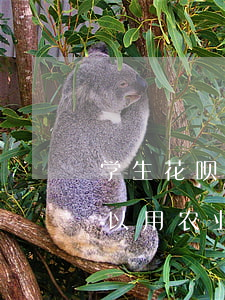 学生花呗逾期可以办农商银行卡(花呗还款可以用农业银行卡吗)