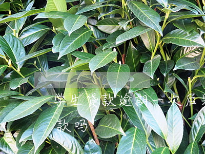 学生贷款逾期一次后果(逾期还款一次影响贷款吗)