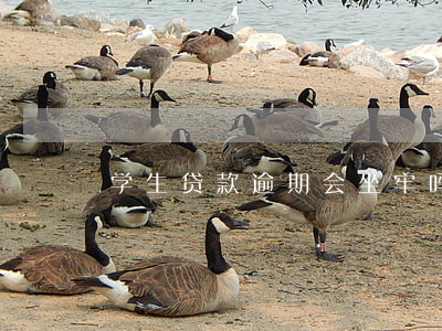 学生贷款逾期会坐牢吗(贷款逾期会坐牢吗?)