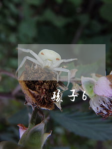 孩子6個(gè)月能離婚嗎