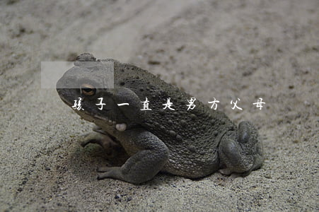孩子一直是男方父母帶離婚怎么判