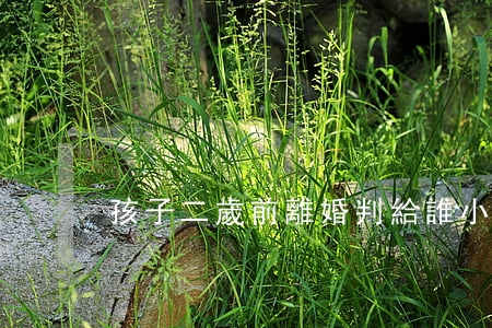 孩子二歲前離婚判給誰(小孩2歲離婚判給誰)