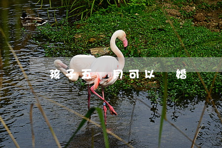 孩子五個月可以離婚嗎