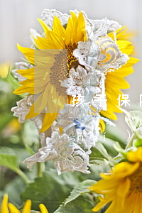 孩子保險(xiǎn)逾期十天什么時(shí)候再扣-孩子保險(xiǎn)逾期十天什么時(shí)候再扣費(fèi)