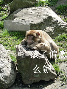 孩子偏激要求父母離婚(父母要求兒子離婚怎么辦)