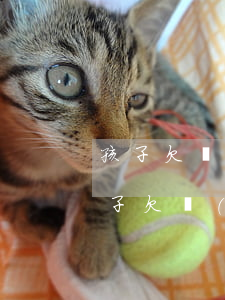 孩子欠網(wǎng)貸父母一定要還嗎(孩子欠網(wǎng)貸父母應(yīng)不應(yīng)該還)