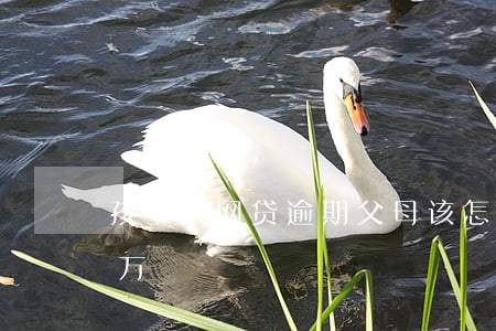孩子欠网贷逾期父母该怎么做（孩子欠网贷3万）