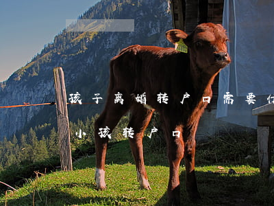孩子离婚转户口需要什么手续(离婚后怎么给小孩转户口)