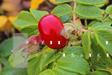 孩子荒廢學(xué)業(yè)欠網(wǎng)貸怎么辦(欠網(wǎng)貸孩子不能上學(xué)?)