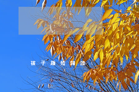 孩子離婚歸誰(shuí)