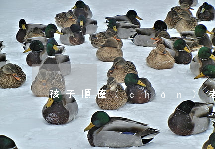 孩子順產(chǎn)老公鬧離婚怎么辦