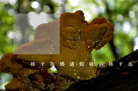 孩子高燒請假被拒(孩子高燒請假被拒)