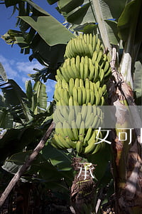孫女可以繼承房產(chǎn)嗎(孫女能繼承爺爺財(cái)產(chǎn)嗎)