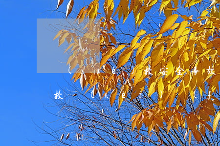 學(xué)校安全事故(學(xué)生在校內(nèi)發(fā)生傷害事故)
