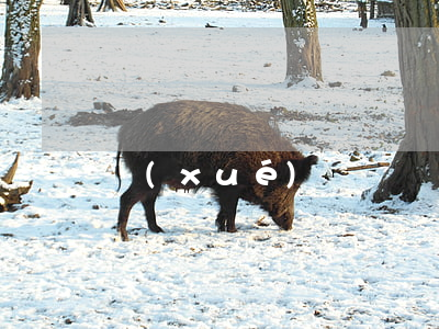 學(xué)歷證書丟了怎么補(bǔ)