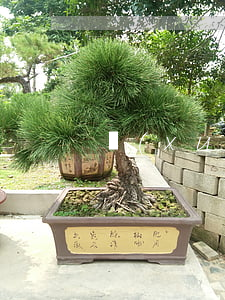 學(xué)生京東白條逾期