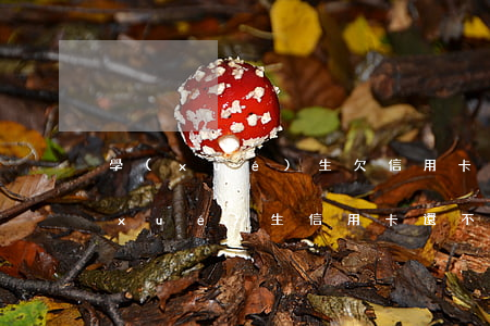 學(xué)生欠信用卡怎么處理-大學(xué)生信用卡還不上引發(fā)悲劇