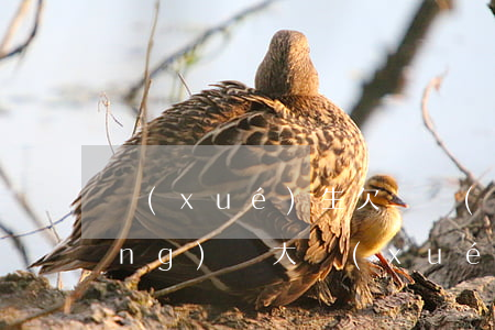 學(xué)生欠兩萬(wàn)網(wǎng)貸(大學(xué)生欠網(wǎng)貸欠款三萬(wàn))