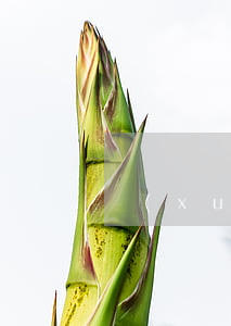 學(xué)費(fèi)花唄分期免息