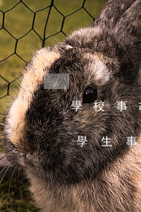 學校事故的原因分析法律法規(guī)(學生事故處理的法律依據有哪些)