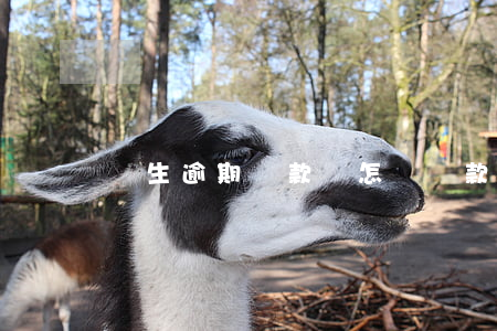 學生逾期還款會怎樣(貸款還款逾期會怎樣)