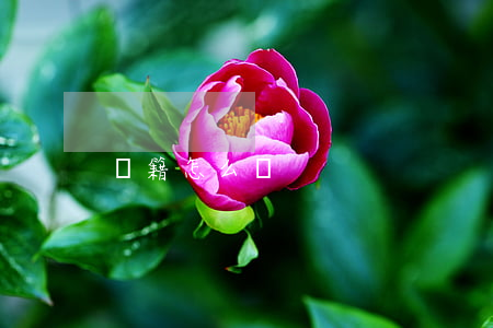 學籍怎么轉