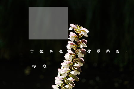 宁德本地债务律师面谈-宁德律师费用收取标准