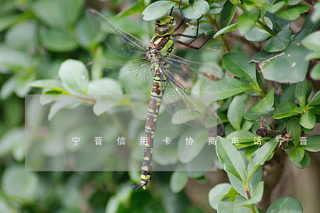 宁晋信用卡协商电话（宁晋信用卡协商）