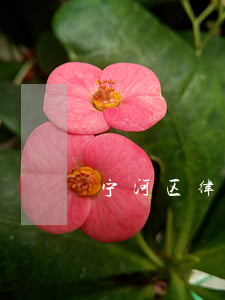 宁河区律师事务所(宁国市律师事务所)