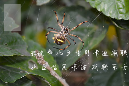 宁波奉化区信用卡逾期联系方式电话（宁波奉化区信用卡逾期联系方式）