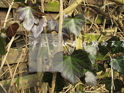 宁波白领通逾期两天会上征信吗-