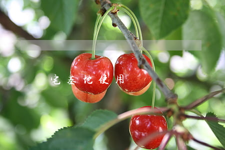 宅基地使用證