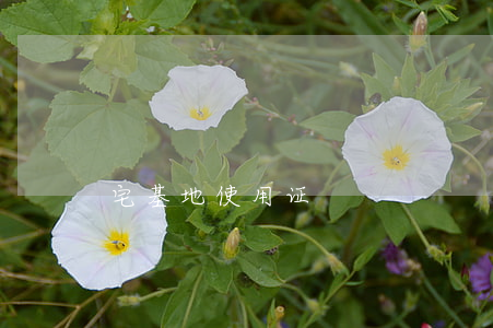 宅基地使用证