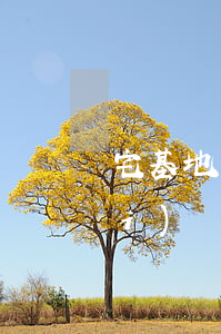 宅基地可以經(jīng)法院拍賣(mài)嗎(農(nóng)村宅基地自建房法院能拍賣(mài)嗎)