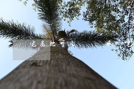 宅基地可以遺囑繼承嗎(宅基地房屋遺囑管用嗎)