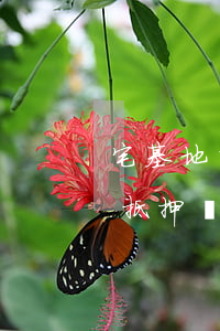 宅基地抵押無力償還法院能拍賣嗎-宅基地抵押無力償還法院能拍賣嗎怎么辦