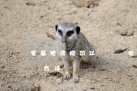 宅基地法院可以買賣嗎(宅基地可以買賣交易嗎 合法嗎)