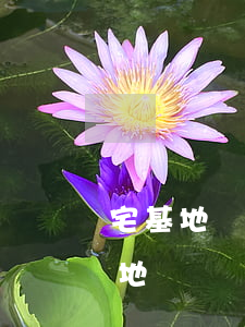 宅基地繼承給孫嗎(孫女可以繼承奶奶的宅基地嗎)